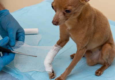image for Pet First Aid Awareness Month