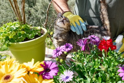 image for Safety Precautions for Four-Legged Garden Assistants