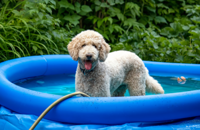 image for Help Your Pup Keep His Cool This Summer